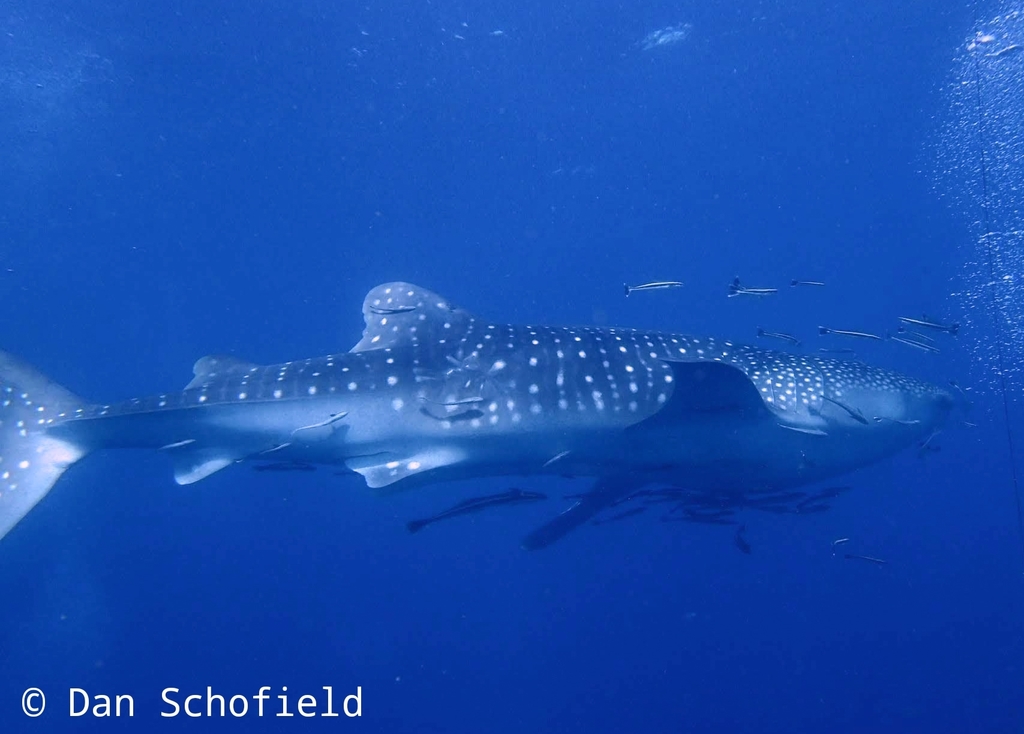 Whale Shark (Rhincodon typus) — recorded at Green Shark