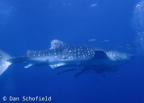 Whale Shark (Rhincodon typus)