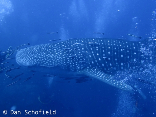 Whale Shark (Rhincodon typus)
