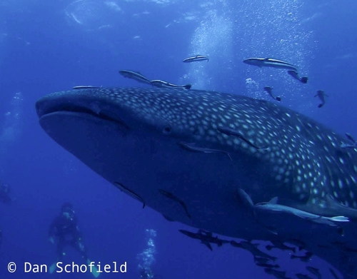 Whale Shark (Rhincodon typus)