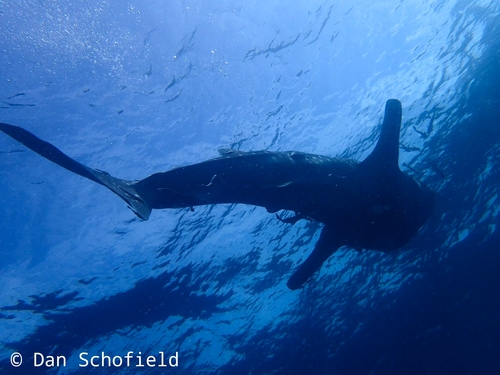 Whale Shark (Rhincodon typus)