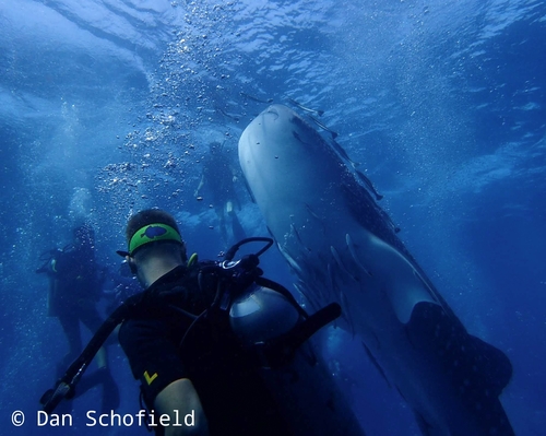 Whale Shark (Rhincodon typus)