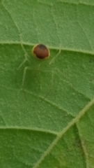 Araneus alboventris