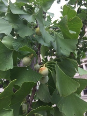 Ginkgo biloba
