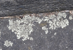 Xanthoparmelia scabrosa