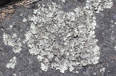 Xanthoparmelia scabrosa