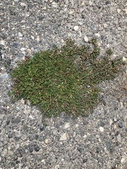 Angiospermae