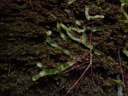 Wiesnerella denudata observed 2025-03-29