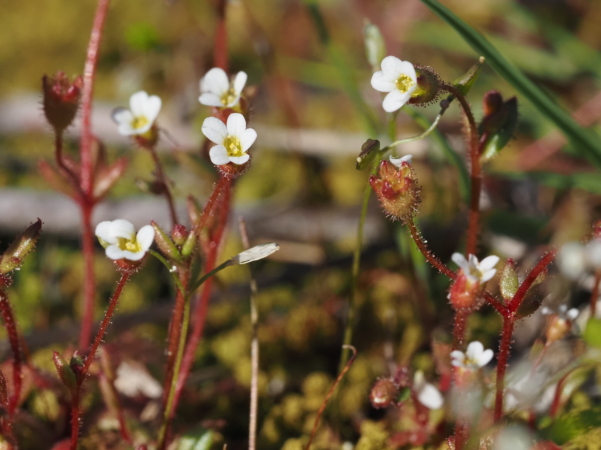 Saxifraga tridactylites