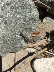 Trimerotropis thalassica