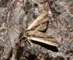Apamea verbascoides