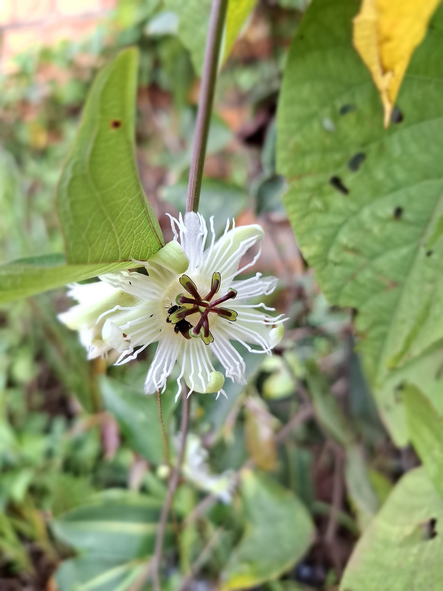 Passiflora vespertilio