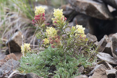 Castilleja hyperborea