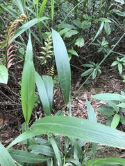 Setaria plicata
