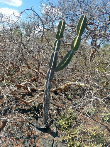 Cereus pierre-braunianus