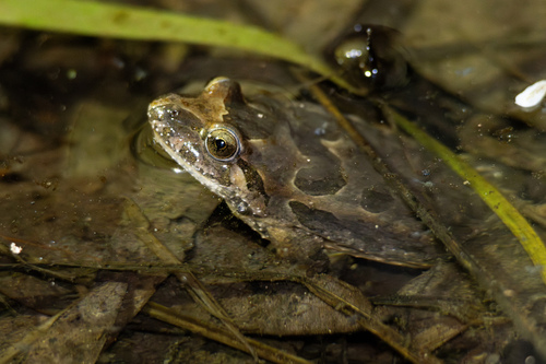 Iberian Painted Frog, Discoglossus galganoi