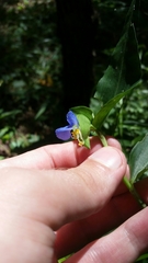 Commelina communis