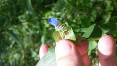 Commelina communis