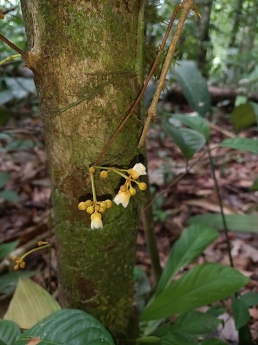 Vismia ramuliflora (Vismia ramuliflora)