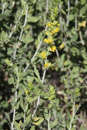 Image of Anthyllis cytisoides by (c) Olivier Argagnon, some rights reserved (CC BY)