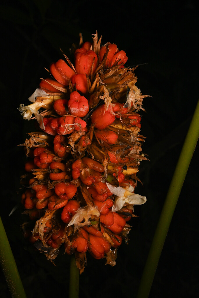 Goeppertia variegata