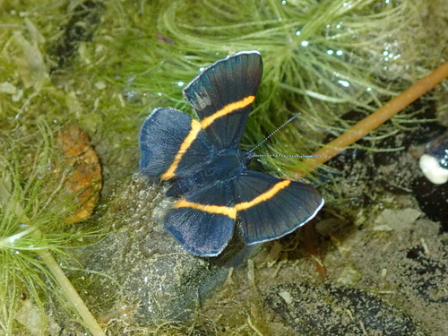 Orange-banded Metalmark