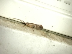 Nemotaulius hostilis