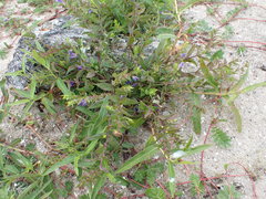 Scutellaria galericulata