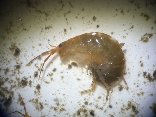 Garbini's Lake Hopper, photo 3 of 7
