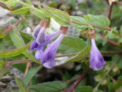 Scutellaria galericulata