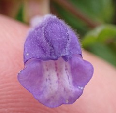 Scutellaria galericulata
