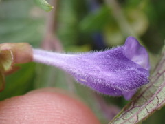 Scutellaria galericulata