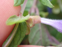 Scutellaria galericulata
