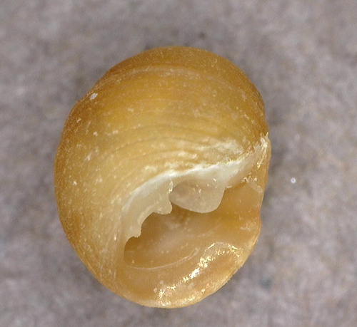 Pedipes, 2025-03-04