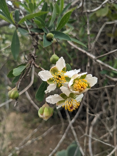 Image of Crossosoma californicum by (c) Aaron Kreisberg, some rights reserved (CC BY)