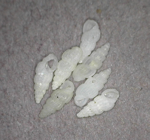Rissoina costata, 2025-03-04