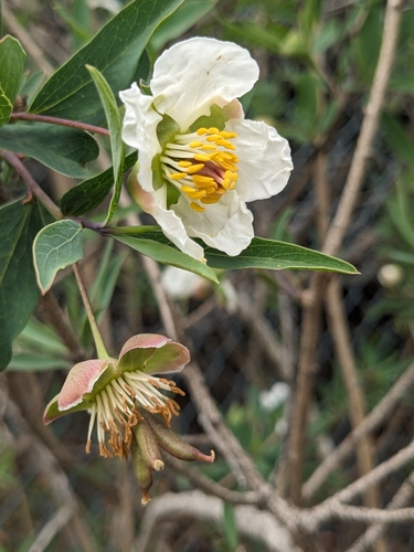 Image of Crossosoma californicum by (c) Aaron Kreisberg, some rights reserved (CC BY)
