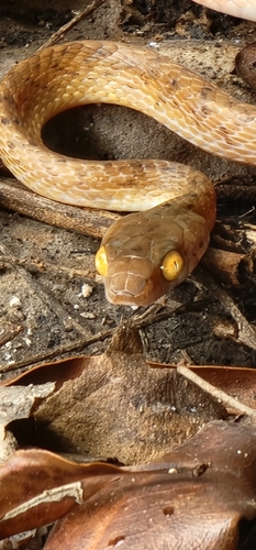 Brown catsnake, Boiga irregularis