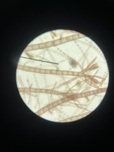 Spyridia filamentosa observed 2025-03-30