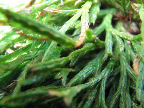 Diphasiastrum X verecundum