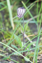 Silene uralensis