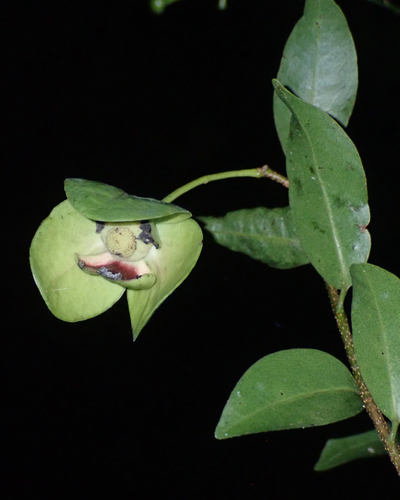 Mosannona depressa, photograph 6