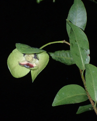 Mosannona depressa, photograph (c) jlsnaddon, some rights reserved (CC BY)