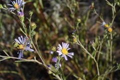 Symphyotrichum bracteolatum
