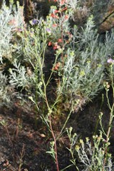 Symphyotrichum bracteolatum