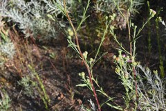 Symphyotrichum bracteolatum