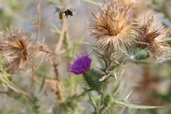 Svastra obliqua expurgata