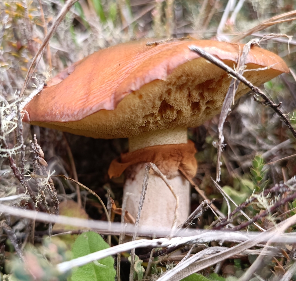 Suillus luteus · March 2025 · photo: © jonas75444 (iNaturalist, cc-by)