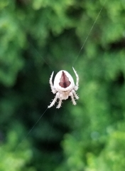 Araneidae