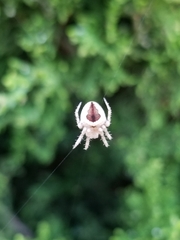 Araneidae